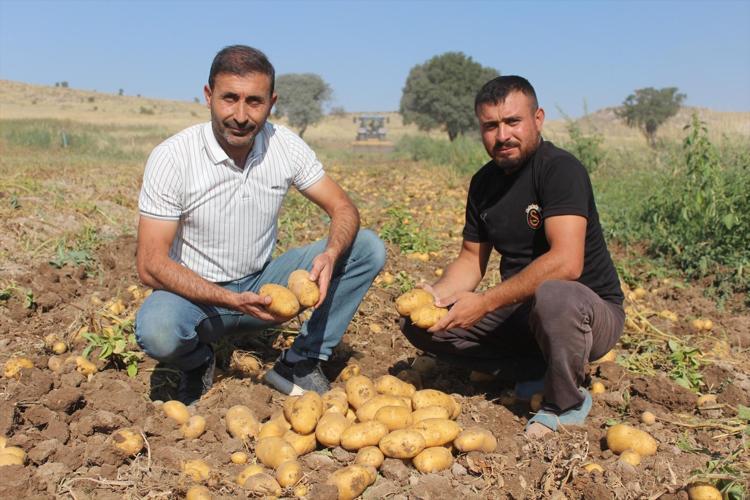Aksarayda hasadı başladı, fiyatı yarı yarıya düştü: Tarlada 10 lira ama markette 40 liraya satılıyor