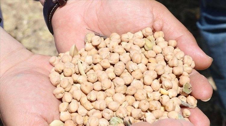Çiftçilerden müjde geldi, rekolte tavan yaptı Kilosu 100 TLden satılan protein deposu mutfakları şenlendiriyor