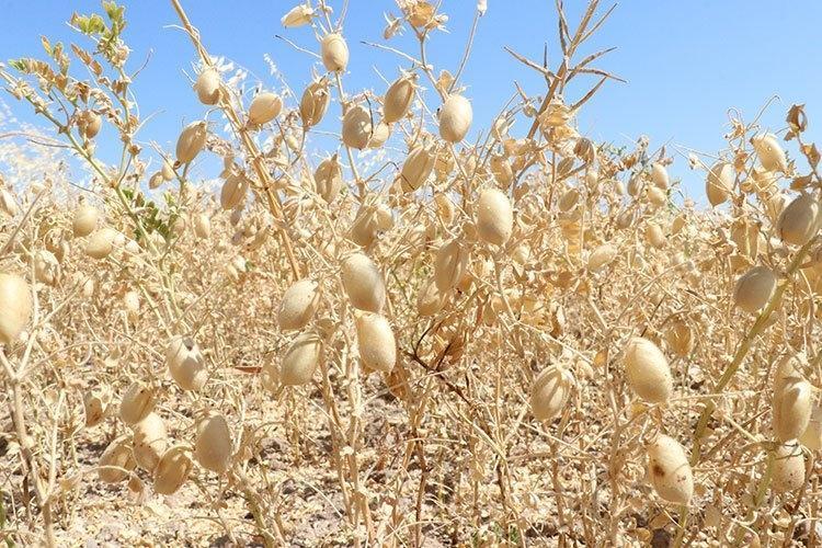 Çiftçilerden müjde geldi, rekolte tavan yaptı Kilosu 100 TLden satılan protein deposu mutfakları şenlendiriyor