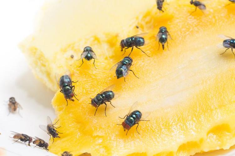 Mutfakta bir anda ortaya çıkıyorlar Meyve sineklerini eve çeken o hata ortaya çıktı