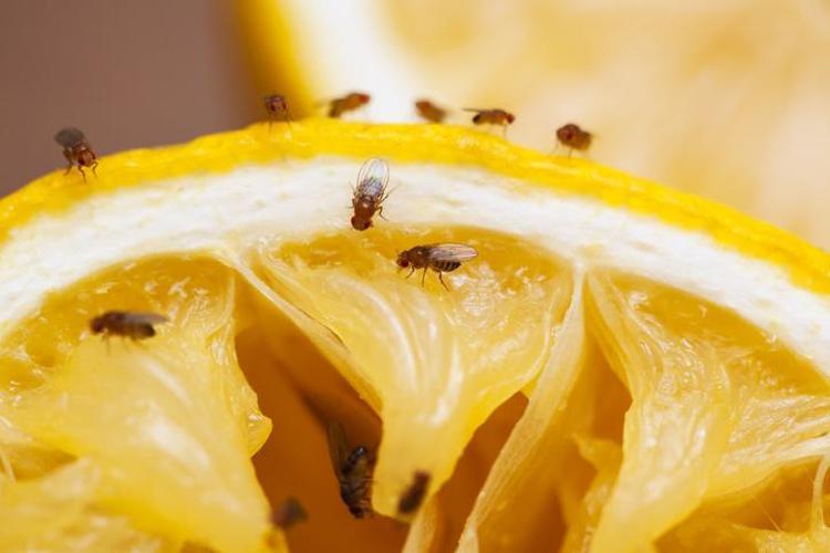 Mutfakta bir anda ortaya çıkıyorlar Meyve sineklerini eve çeken o hata ortaya çıktı