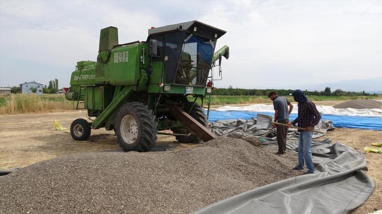 Tarlada 55, markette 250 liraya kadar çıkıyor Malatyada binlerce dönümlük alanda hasadı başladı