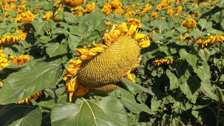 Tarlada 55, markette 250 liraya kadar çıkıyor Malatyada binlerce dönümlük alanda hasadı başladı