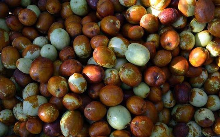 Bakımı kolay, getirisi yüksek: Daha toplanırken tüccarlar sıraya girdi Kilosu 150 lira...