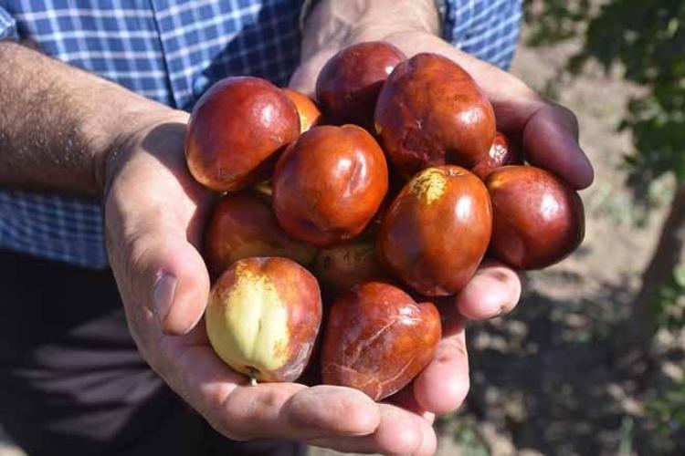 Bakımı kolay, getirisi yüksek: Daha toplanırken tüccarlar sıraya girdi Kilosu 150 lira...