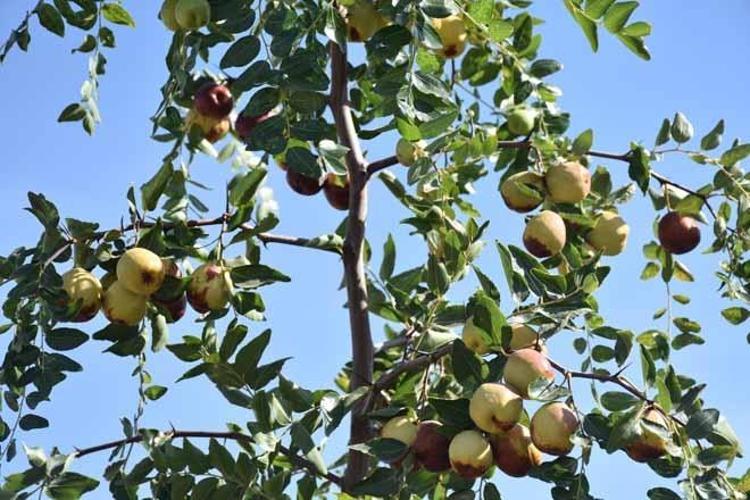 ŞİFA DEPOSU HÜNNABIN FAYDALARI