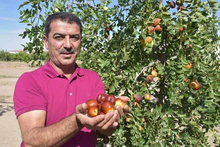 Bakımı kolay, getirisi yüksek: Daha toplanırken tüccarlar sıraya girdi Kilosu 150 lira...