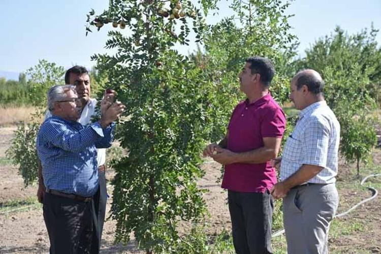 Bakımı kolay, getirisi yüksek: Daha toplanırken tüccarlar sıraya girdi Kilosu 150 lira...