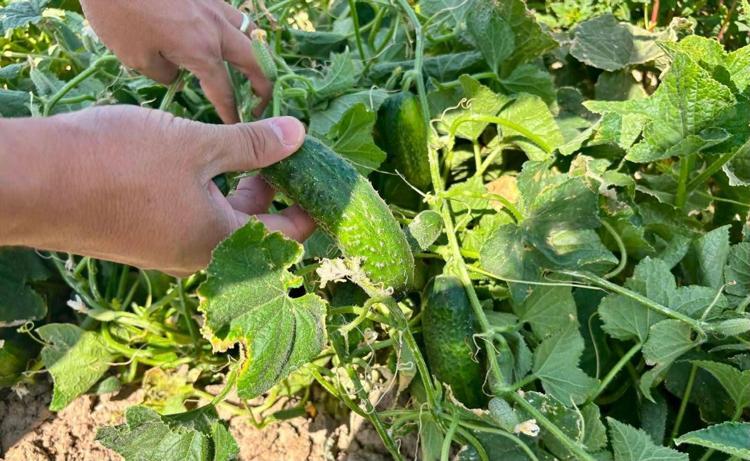 Tarlada yoğun mesai başladı Turşuluk salatalık hasadı devam ediyor: Tek tek elle toplanıyor