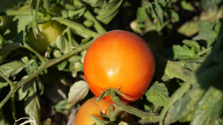 Tabelayı gören tarlaya koşuyor Dalından topluyorlar, tadını seven kilo kilo alıyor