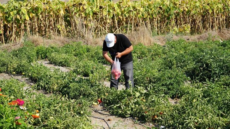 Tabelayı gören tarlaya koşuyor Dalından topluyorlar, tadını seven kilo kilo alıyor