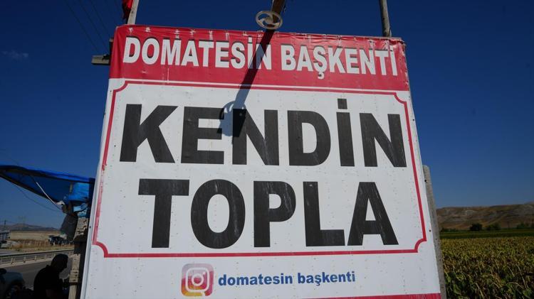 Tabelayı gören tarlaya koşuyor Dalından topluyorlar, tadını seven kilo kilo alıyor