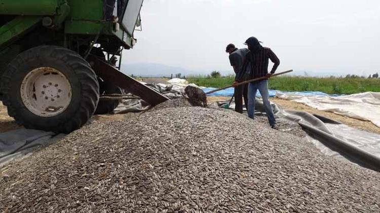 Tarlada 50 lira market raflarında 250 lira Binlerce dönümden bereket fışkırıyor...