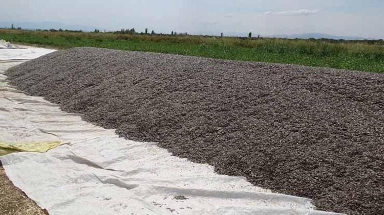 Tarlada 50 lira market raflarında 250 lira Binlerce dönümden bereket fışkırıyor...