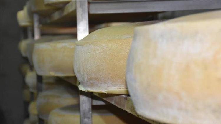 Kars gravyeri neden delikli olur Peynirdeki gözeneklerin sırrı şaşırtıyor