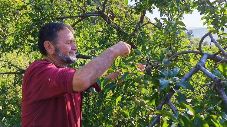 138 yıllık asırlık lezzet: Şifa deposu meyvede hasat mesaisi başladı