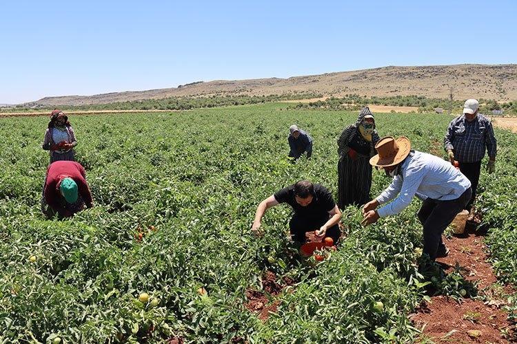 Doğu ve Güneydoğunun lideri, Türkiyenin 7ncisi Bitlis topraklarında dev hasat başladı...