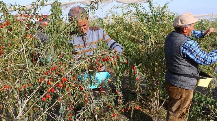 HERKES GOJİ BERRY TÜKETEBİLİR Mİ