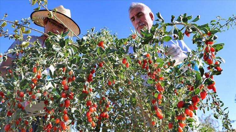 GOJİ BERRY NEDİR