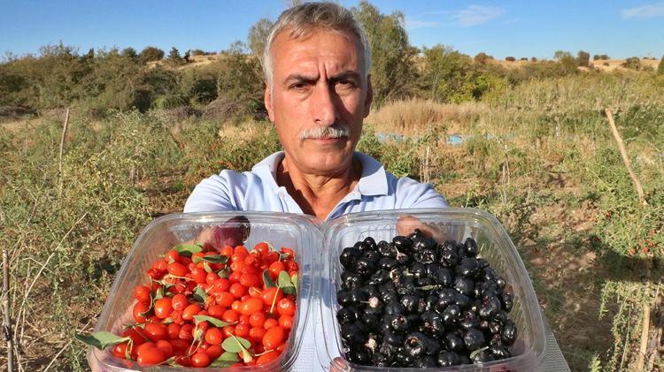 GOJİ BERRY NEDEN BU KADAR DİKKAT ÇEKİYOR