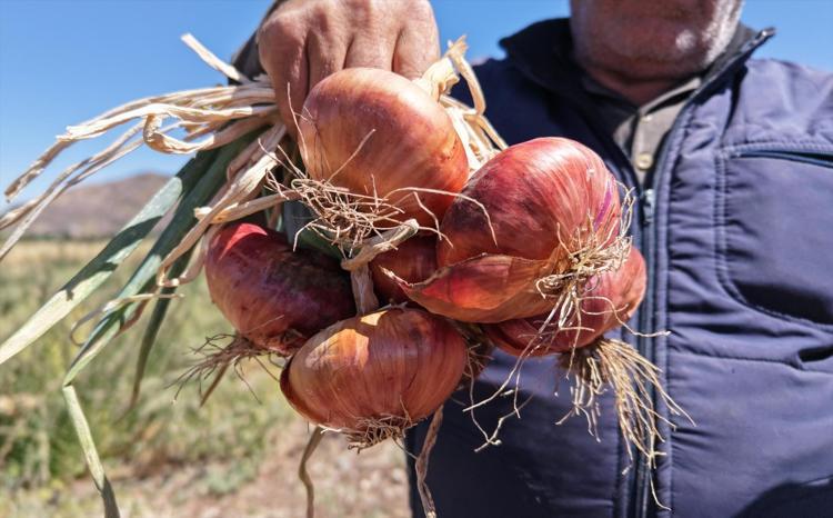 Ata tohumundan yetiştiriliyor, hasadı sadece 20 gün sürüyor Kilosu 30 TL, lezzetine doyum olmuyor