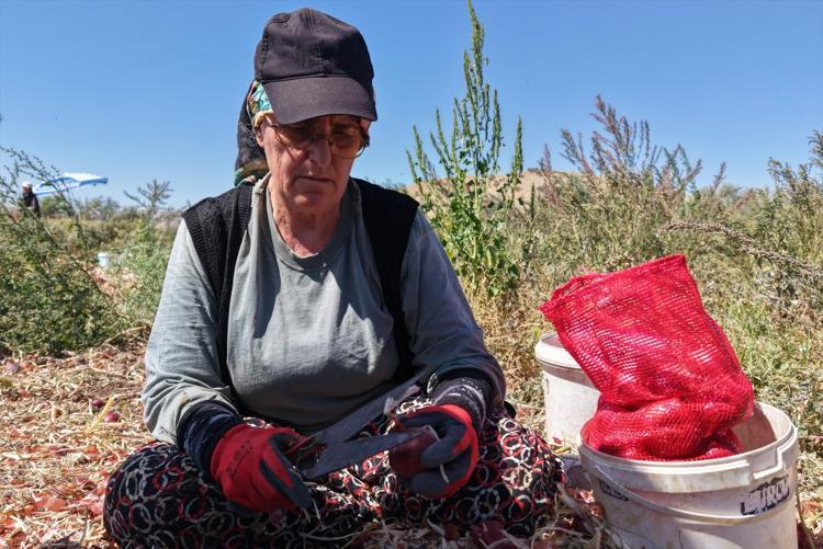 HASAT YAKLAŞIK 20 GÜN SÜRÜYOR