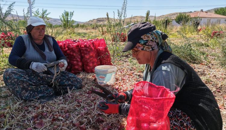 Ata tohumundan yetiştiriliyor, hasadı sadece 20 gün sürüyor Kilosu 30 TL, lezzetine doyum olmuyor