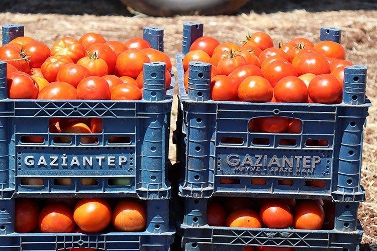 POYRAZ RÜZGARI DOMATESE DOĞAL TUZ KATIYOR