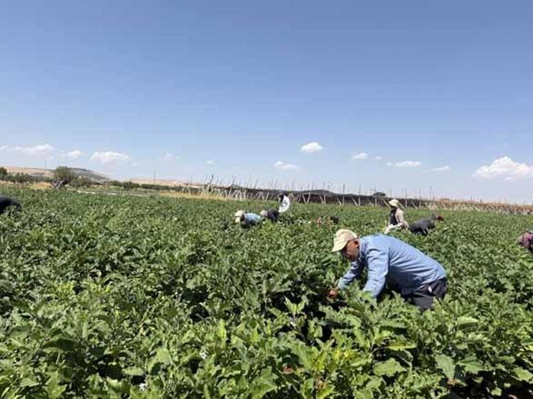 Tarlada 18 lira, kuruyunca bini 4 bin lirayı buluyor Gaziantep’te kışlık dev hasat başladı...
