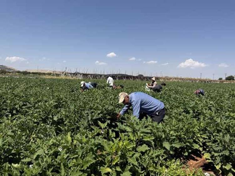 Tarlada 18 lira, kuruyunca bini 4 bin lirayı buluyor Gaziantep’te kışlık dev hasat başladı...