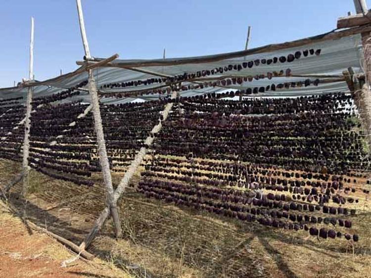 Tarlada 18 lira, kuruyunca bini 4 bin lirayı buluyor Gaziantep’te kışlık dev hasat başladı...