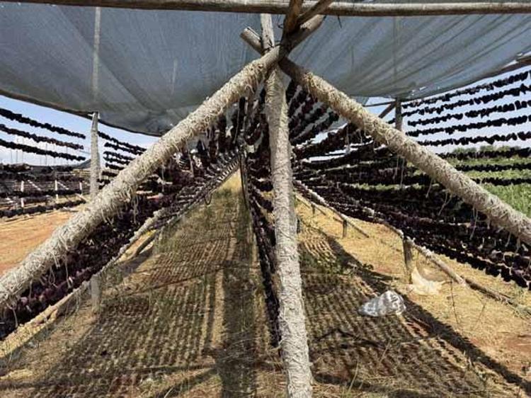 HASAT BİRAZ ZOR AMA EKMEK PARAMIZ İÇİN MECBUR ÇALIŞIYORUZ
