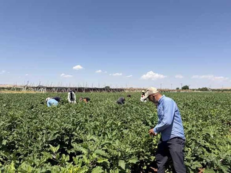 Tarlada 18 lira, kuruyunca bini 4 bin lirayı buluyor Gaziantep’te kışlık dev hasat başladı...