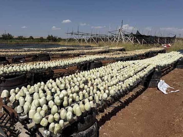 Tarlada 18 lira, kuruyunca bini 4 bin lirayı buluyor Gaziantep’te kışlık dev hasat başladı...