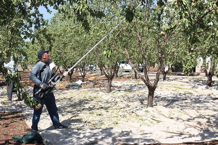 Tarladan çuvallarla taşınıyor: Tüccarlar şimdiden sıraya girdi