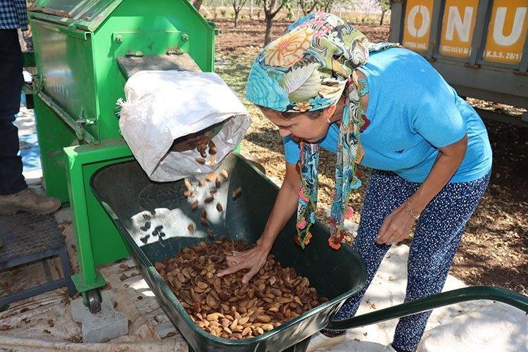 Tarladan çuvallarla taşınıyor: Tüccarlar şimdiden sıraya girdi