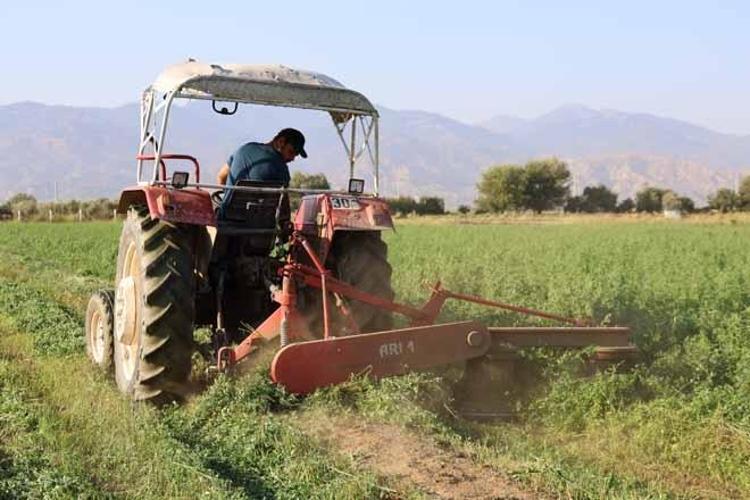 Yağmurlar yaradı, rekor verim geldi Tarladan kapıya kilosu 12 liradan satılıyor...