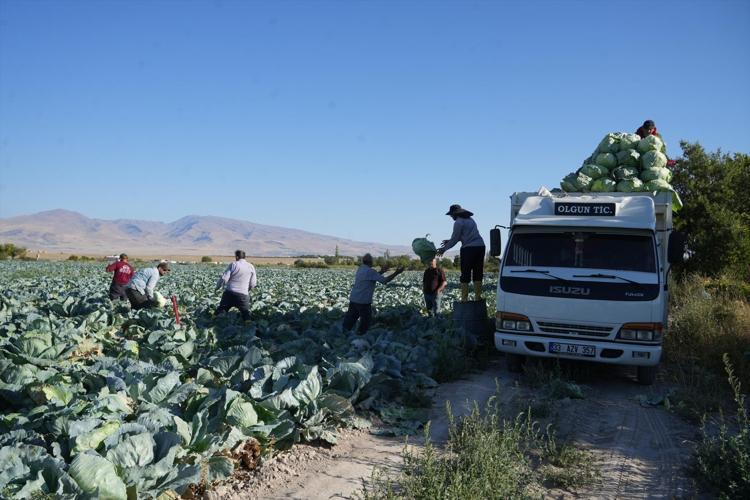 Tanesi 40 TLden satılıyor, tüm aileyi doyuruyor Niğdede hasadı başladı