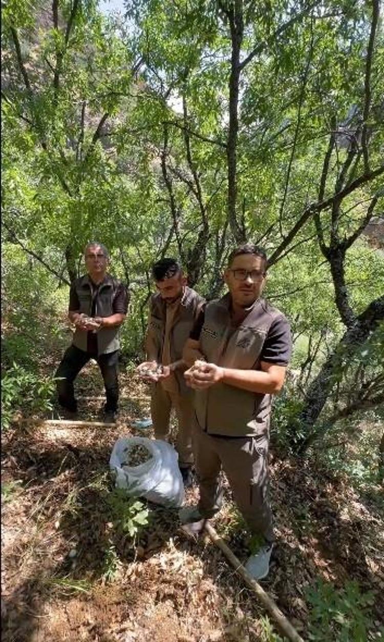 Sadece Tuncelide yetişiyor Toprağından sökmenin bedeli tam 2 milyon lira...