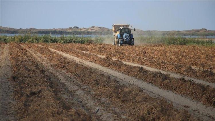 Kan basıncını düşüren en iyi kuruyemiş belli oldu 28 gramı damar duvarlarını lastik gibi gevşetiyor
