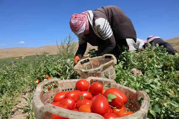 Elazığda dev hasat başladı 7 bin dönümde ektiler, Amerika ve Avrupa ülkelerine ihraç ediyorlar