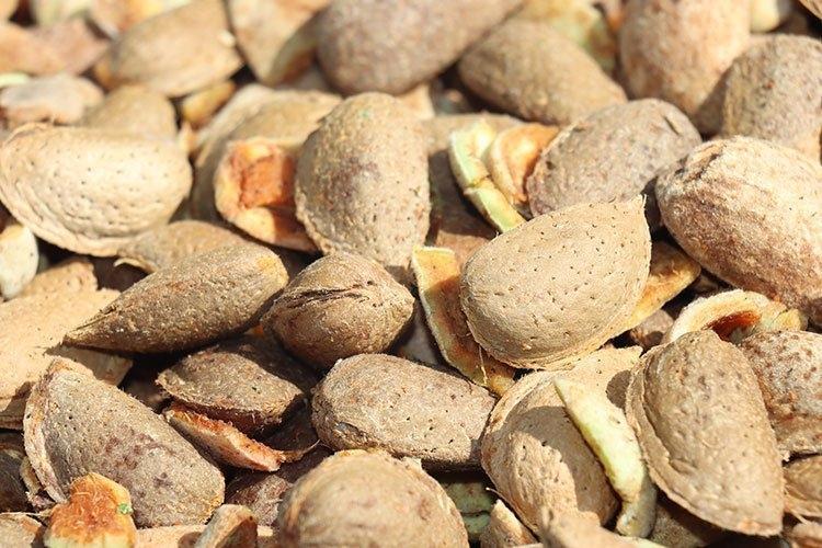 Zeytin ve üzüme rakip çıktı Şarköyden bereket fışkırıyor: Hasat başladı rakamlar yüz güldürdü