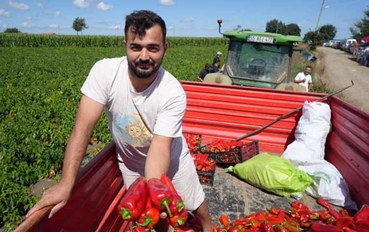 Bafra Ovasında dev hasat başladı Şehre tam 4 milyar lira para akacak: Tarladaki ürün kapış kapış gidiyor
