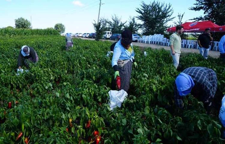 Bafra Ovasında dev hasat başladı Şehre tam 4 milyar lira para akacak: Tarladaki ürün kapış kapış gidiyor