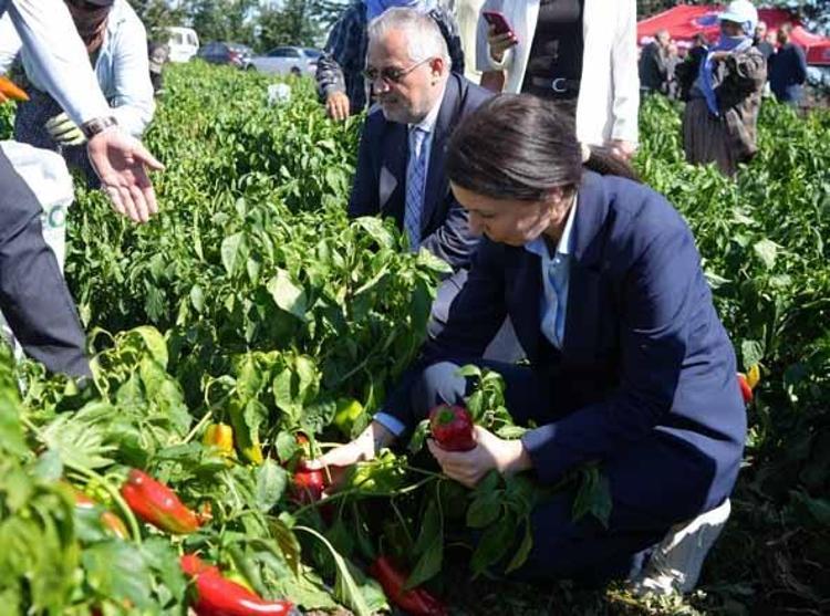 SAMSUNDA KAPYA BİBERİN YÜZDE 98İ BAFRADA YETİŞTİRİLİYOR
