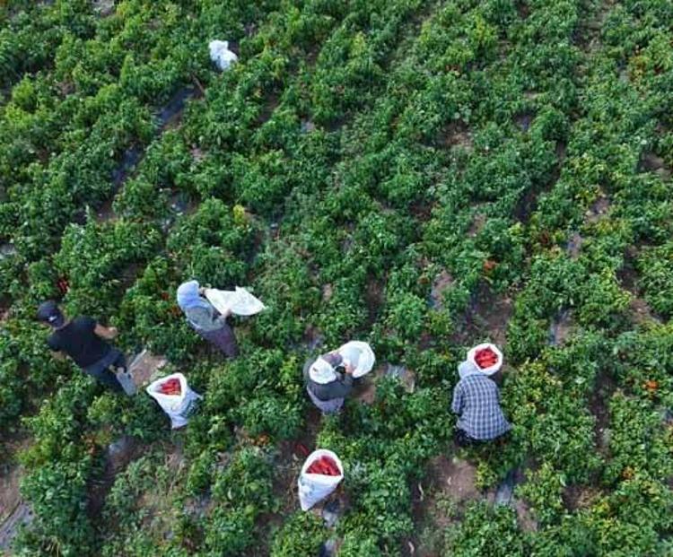 Bafra Ovasında dev hasat başladı Şehre tam 4 milyar lira para akacak: Tarladaki ürün kapış kapış gidiyor