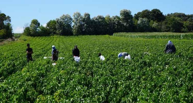 Bafra Ovasında dev hasat başladı Şehre tam 4 milyar lira para akacak: Tarladaki ürün kapış kapış gidiyor