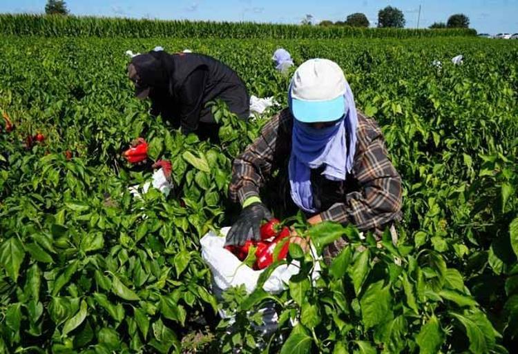 Bafra Ovasında dev hasat başladı Şehre tam 4 milyar lira para akacak: Tarladaki ürün kapış kapış gidiyor