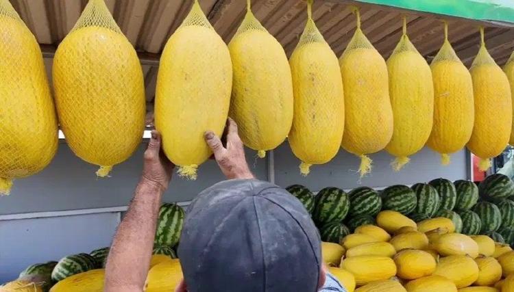 Sıfır sulamayla mucize yetiştirdiler Tarladan toplandığı an yok satıyor...