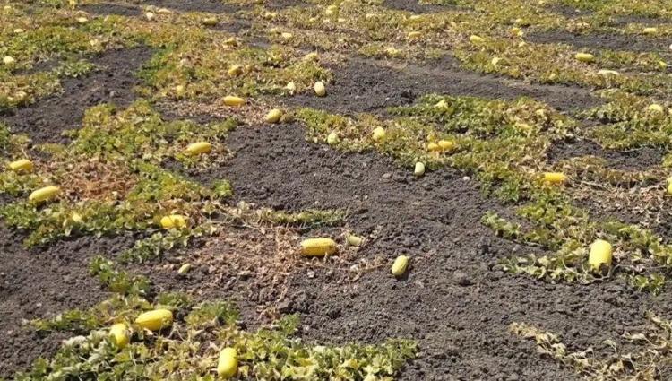 Sıfır sulamayla mucize yetiştirdiler Tarladan toplandığı an yok satıyor...
